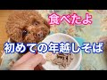 年末に初めての年越しそばを食べた愛犬♡♡【トイプードルのサラ】