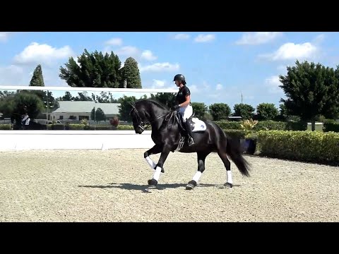 Xanadu ISF by Ulbert 390, Sport - Developing Friesian Dressage Horse at Iron Spring Farm