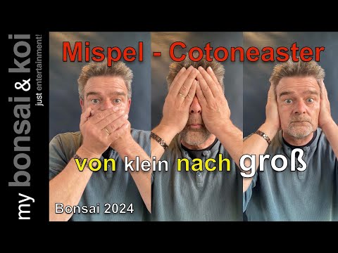 Bonsai 2024-34 - Mispel - Cotoneaster - von klein bis groß!