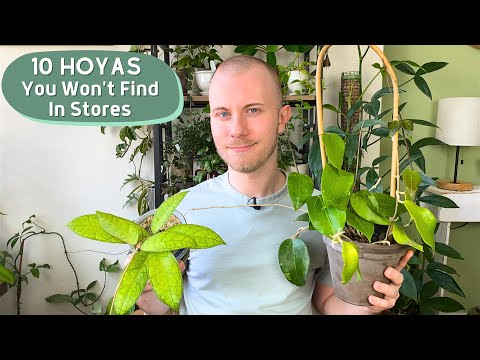 10 Hoyas You Won't Find In Plant Shops!
