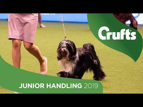 International Junior Handling Competition - Round 2 Part 1 | Crufts 2019