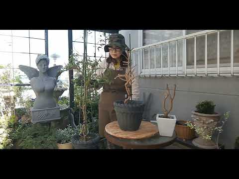 arbuste méditerranéen -Bougainvillier-bractées-rouges-déco-façade