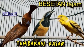Download lagu TEMBAkAN ISTIMEWA SUARA KASAR MELENGKING ||    C, CUNGKOK VS CILILIN VS KENARi mp3
