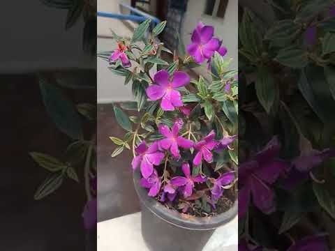 #nilambari#indigo#beautifulflower#gardenshorts#beautifulnature#bangalore#indigoplant#rooftopgarden