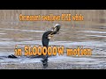Shorts Cormorant Eats Large Pike Whole In Slow Motion