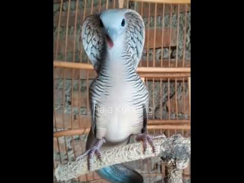 Perkutut Lokal Alam Berubah Jadi Ular