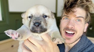 Blind Puppies SEE For The FIRST Time!