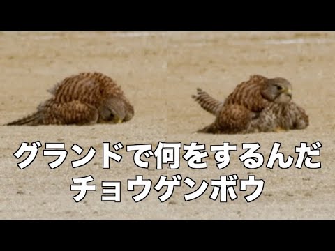 鳥用の砂浴び場を設置する 自然と動物