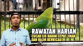 Download lagu PERAWATAN HARIAN CUCAK IJO BAHAN AGAR CEPAT JINAK DAN RAJIN BERKICAU #perawatan  #cucakijo mp3