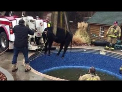Large cow trapped in pool rescued by firefighters
