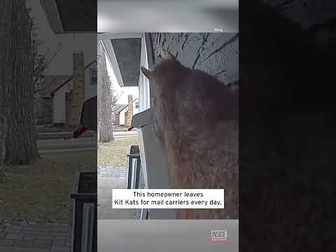 Squirrel Steals Mail Carrier’s Kit Kat #shorts