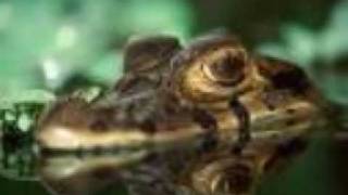 DJ Dumato Amazonia Bass clip edit