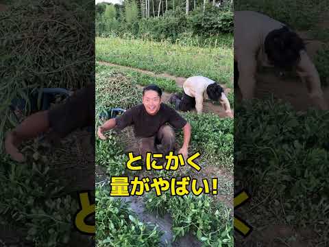 園芸 スベリヒユ