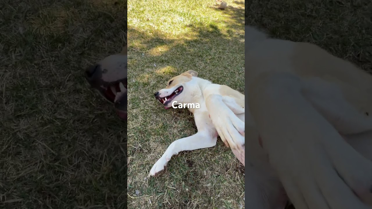 Enlarge Carma, a Adoptable mixed breed in Durango, CO video 2/5