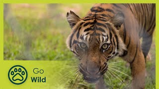 Sumatras Last Tigers - The Secrets of Nature