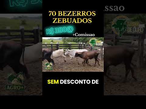 70 bezerros em Teófilo Otoni MG (33) 99989 3923 falar com Yuri Coelho #gado #pecuarista #fazenda