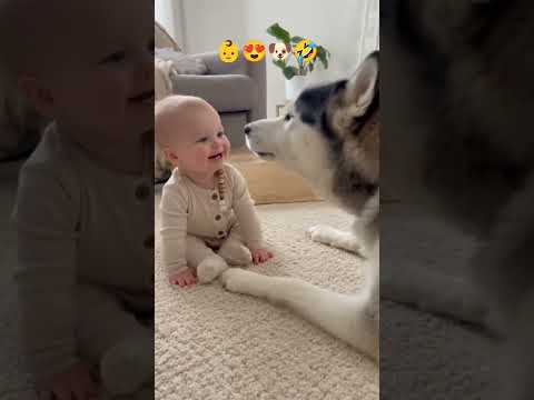 Bebé imita a un husky y el perro le responde | Vídeo gracioso