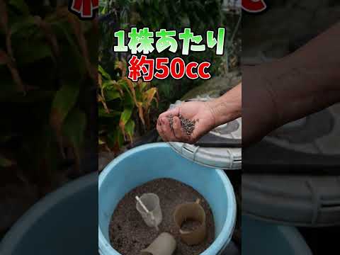 園芸 ピレネーオルニソゲール、食用アスパラガス