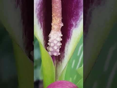 馬蹄塊莖