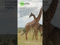 How Giraffes Mating Breeding Copulation Animals Sex