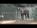 Kovella ES (Fernando H x Diarado)