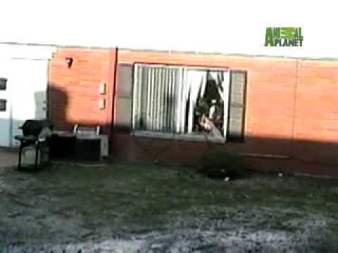 Untamed and Uncut - Deer Jumps Through Glass