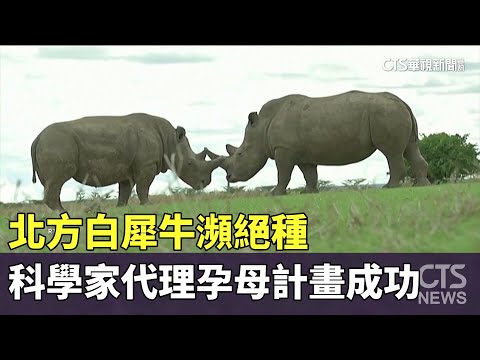 北方白犀牛瀕絕種　科學家成功實施「代理孕母」計畫