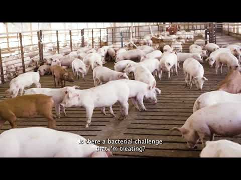 How America’s Pig Farmers and Veterinarians Support Animal Health