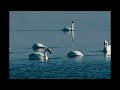 Tundra Swans