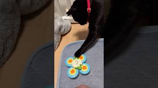 ハンドスピナー✖︎猫 #cat #黒猫