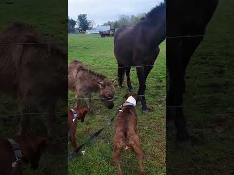 Dog vs Electric Fence 😭⚡🐶 #dog #funny #viral #fyp #pets #dogsoftiktok #reaction #lol