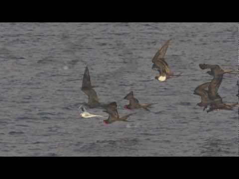 Magnificent frigatebirds attack a tropicbird in the Galápagos .m4v