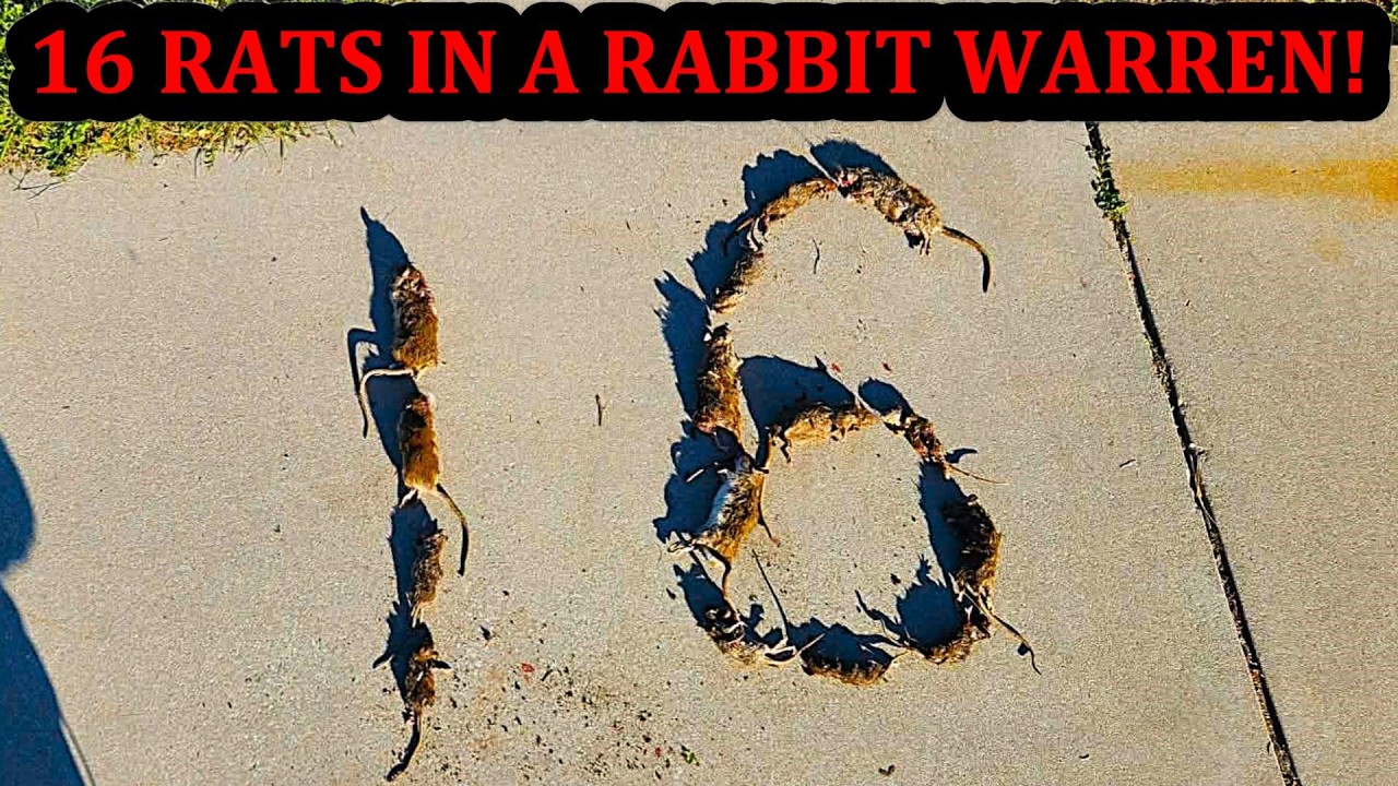 16 Rats Caught in a Rabbit Warren!