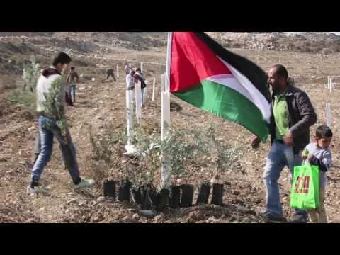 1100 olijfbomen voor het Palestijnse Far'ata