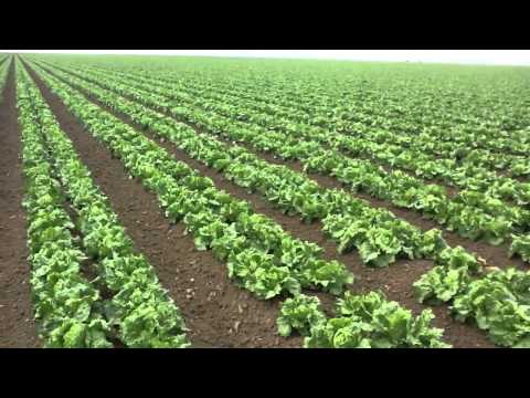 Marc Suderman #116 - Iceberg Lettuce: 2/29/12