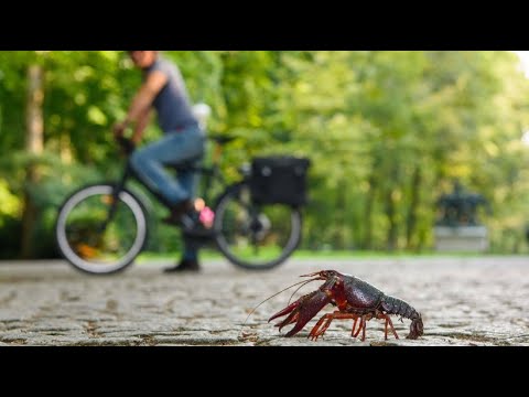 “Berlin Lobster”: From Plague to Delicacy