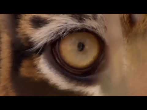 L'arbre magique, les désirs et le tigre