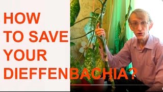 Dieffenbachia: How to Cut Stems & Propagate Plants?