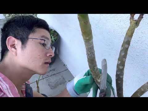 2 técnicas para enxertia de plumeria