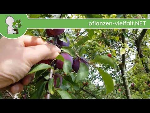 Kirschpflaume - Früchte "blauviolett" - 27.06.17 (Prunus cerasifera) - Bäume (Früchte) bestimmen