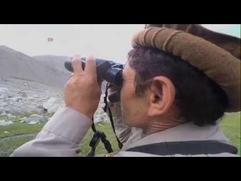 Snow leopards return to AFghanistan - VOA Ashna
