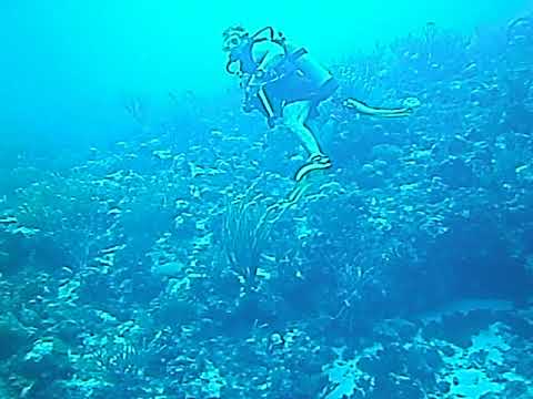 20180206 Antigua Jolly Harbour - Long Fish, Black/White Fish and Hawksbill turtle