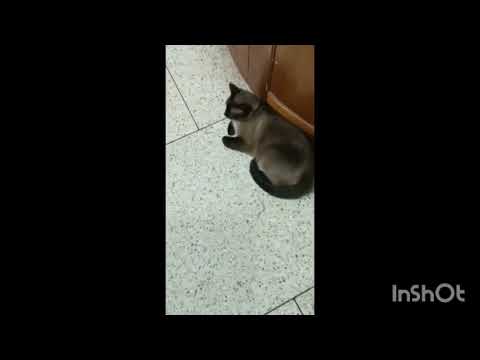 Thomas the cat is the mosquito broader