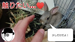 ぴょこ太郎にさわりたい！！#2【ネザーランドドワーフ(Netherland Dwarf rabbit)】