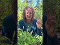 5 Ways To Use Tulsi Holy Basil