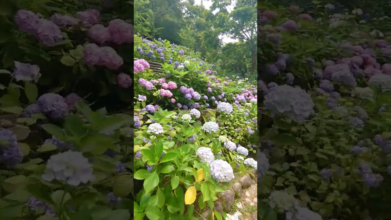 YouTube Short thumbnail