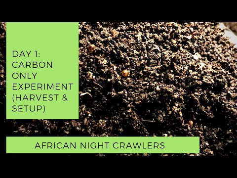 #AfricanNightCrawlers Carbon Only OFFICIAL Day 1: Harvest & Making the New Bin
