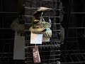 Animated Witches Hat on Books
