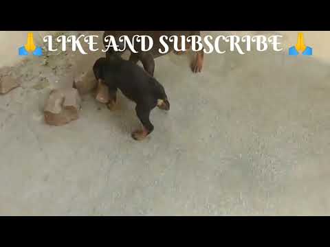 DO YOU LOVE 🥰❤️🥺DOGS 🐕