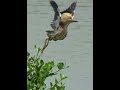 Yellow Bittern flying between bushes on wetland.